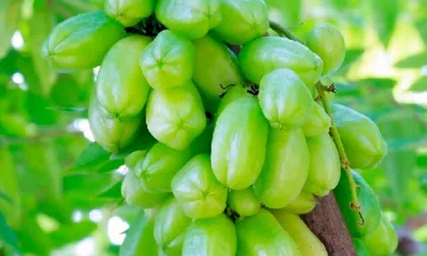 Loại quả xưa không ai ngó ngàng, nay lên đời thành đặc sản được ưa chuộng giá 150.000 đồng/kg, tốt cho sức khoẻ