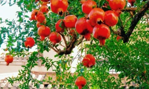 Loại quả quen thuộc có đầy chợ Việt, giúp tái tạo máu và mang lại nhiều tài lộc, may mắn