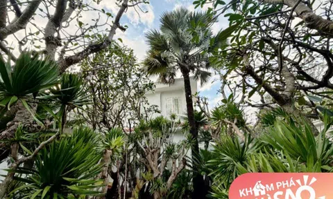 NTK Đỗ Mạnh Cường đưa cả “rừng cây” vào biệt thự 2.000m2, khu vườn trông như Đà Lạt thu nhỏ, tốn đến tiền tỷ?