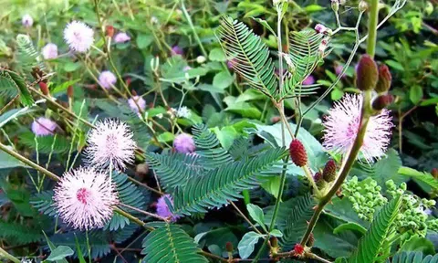 Đặc sản có tên "ngượng đỏ mặt", xưa mọc bờ rào nay được chuộng ở thành phố giá 30.000 đồng/kg, tốt cho sức khoẻ