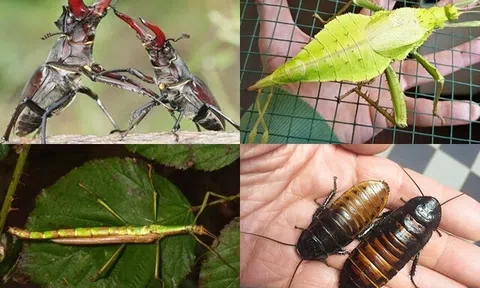 4 loài côn trùng độc lạ được giới thú cưng săn lùng: Có con bé xíu giá 2 tỷ đồng vẫn hút khách