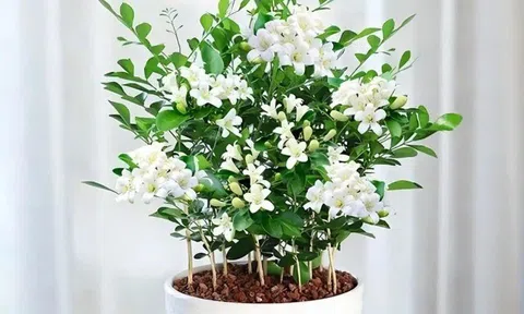 Loại hoa này thơm hơn hoa nhài, lâu tàn hơn mộc hương, mệnh danh là “cỗ máy nở hoa” vì nở suốt 200 ngày