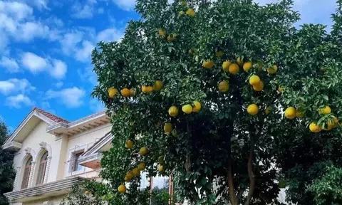 Loại quả "tốt nhất thế giới" Việt Nam trồng bạt ngàn, vào chậu làm bonsai có cây giá 800 triệu, mang lại tài lộc và may mắn