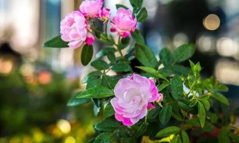 Con át chủ bài của phụ nữ không phải hôn nhân hay con cái mà là 3 điều này