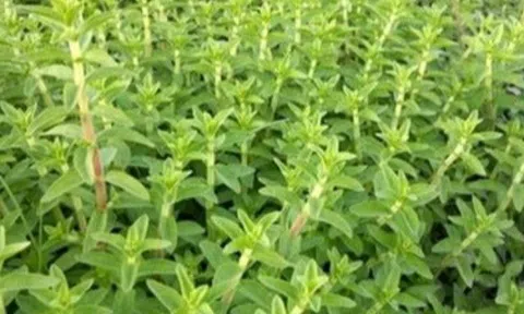 Cây dại ở bờ mương có hương vị lạ, nay thành đặc sản được ưa chuộng giá 40.000 đồng/kg, tốt cho sức khoẻ