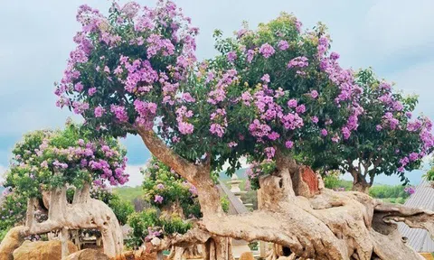 Loại cây có nhiều trên vỉa hè ở thành phố, nghe tên rất phong thủy, vỏ và lá trị được nhiều bệnh, tốt cho sức khỏe