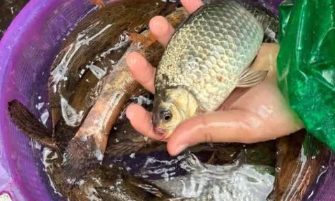 Loài cá ở quê được ví như "thuốc bổ" nhưng ít người mua ăn, giá chỉ từ 30.000 đồng/kg, tốt cho sức khoẻ