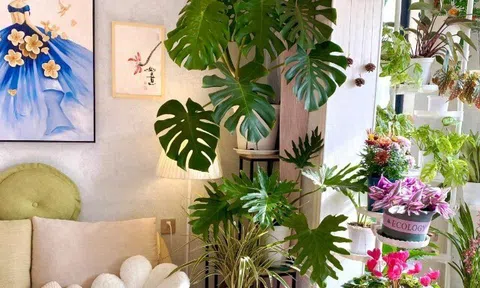 10 loại cây người giàu chê, người nghèo vẫn mê rước về nhà, biết lý do bạn dám trồng không?