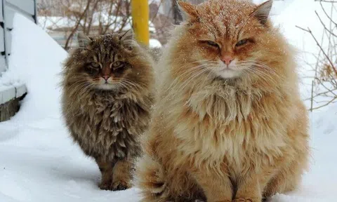 5 giống mèo khổng lồ được người chơi thú cưng săn đón, có con là “Hoa hậu của loài mèo”, giá bán lên tới hàng tỷ đồng