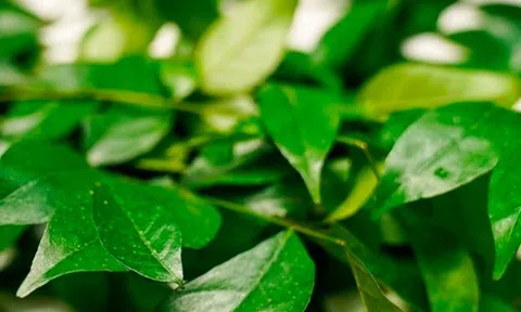 Loại lá xưa rụng đầy không ai ngó ngàng, nay được chuộng vì hương vị lạ giá 70.000 đồng/kg, tốt cho sức khoẻ