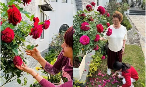 MC Diễm Quỳnh trồng loại hoa hồng nở to hơn cái bát, thơm nức mũi, mẹ chồng thích thú tạo dáng cạnh bên