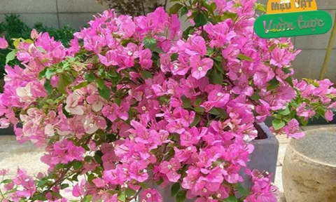 Hoa giấy trơ cành vào mùa đông, chỉ cần 5 bước, nụ bật ngay, hoa nở rực rỡ