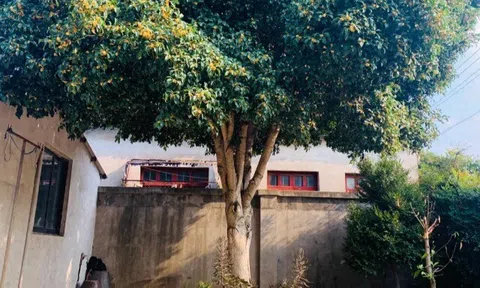 Người xưa nói: "Trồng 3 cây trong sân, muốn không giàu cũng khó, con cháu thăng quan phát tài"