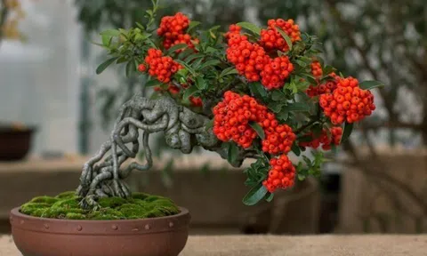 Người xưa nói: “Ăn Tết có cây, nhà vượng người giàu”, đây là 10 cây tài lộc nên trồng ngay để kịp đón Tết