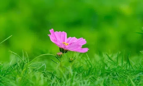 Người thực sự khôn ngoan không bao giờ khoe khoang 2 điều, kẻ nông cạn lại thường rêu rao khắp nơi