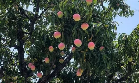 Loại quả "tốt nhất thế giới", Việt Nam trồng bạt ngàn thành đặc sản chỉ từ 10.000 đồng/kg, tốt cho sức khỏe