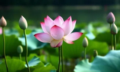 Cách khôn ngoan nhất để xoay chuyển vận mệnh: Gói gọn trong 3 câu nói này