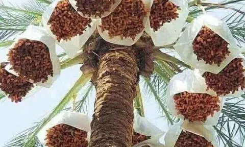 Loại quả "tốt nhất thế giới", Việt Nam trồng bạt ngàn thành đặc sản nổi tiếng được ưa chuộng, tốt cho sức khỏe