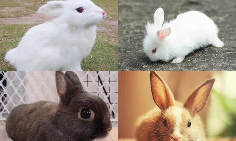 Trắc nghiệm tâm lý: Con bạn sau này sẽ thành đạt đến mức nào?