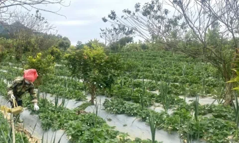 Loại quả "tốt nhất thế giới" Việt Nam trồng bạt ngàn, thành đặc sản nổi tiếng được ưa chuộng, tốt cho sức khỏe