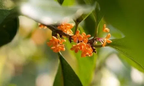 Người sở hữu 3 điều này khí chất vượt thời gian, càng có tuổi càng cuốn hút