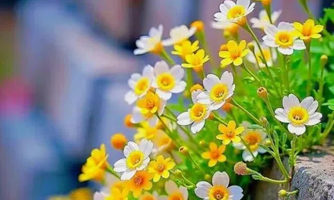 Bản lĩnh của người phụ nữ thông minh: Gói gọn trong 6 chữ khi đối đãi với đàn ông