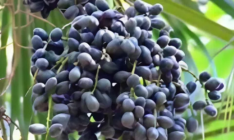 Loại quả xưa rụng đầy gốc không ai nhặt, giờ thành đặc sản được người thành phố săn lùng, tốt cho sức khỏe