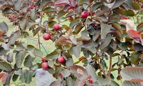 Loại quả "tốt nhất thế giới" Việt Nam trồng bạt ngàn, thành đặc sản chỉ từ 10.000 đồng/kg, tốt cho sức khoẻ