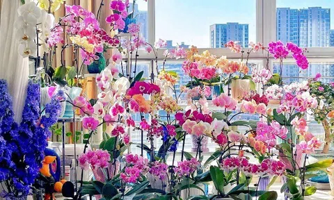 Trồng ngay 10 loại hoa Tết này để "thổi lộc" vào nhà, vừa đẹp vừa hợp phong thủy, càng chưng càng may mắn