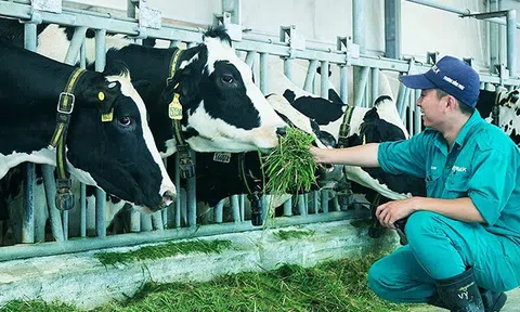 Thêm một sản phẩm sữa tươi "quốc dân" Vinamilk đạt chứng nhận Tinh khiết chuẩn Mỹ Clean Label Project và Vị ngon Thượng hạng Superior Taste