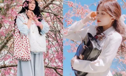 Đà Lạt "ngập tràn" màu hồng của hoa mai anh đào: Gợi ý cho hội mê "sống ảo" 3 địa điểm check-in đang cực hot