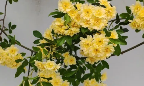 Loài hoa này nở 160 ngày một năm, thơm hơn hoa nhài, dễ trồng hơn trầu bà, trồng trước cổng giúp rước lộc