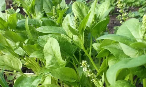 Loại rau mùa xuân mọc đầy bờ rào Việt Nam, tốt nhất thế giới, bổ hơn thịt, trẻ ăn nhiều sáng mắt