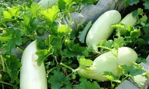 Thứ xưa bỏ đi nay lên đời thành đặc sản, trắng giòn sần sật làm nhiều món ngon, giá 50.000 đồng/kg, tốt cho sức khỏe