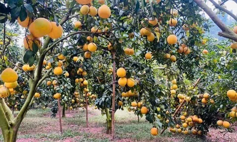 Loại quả "tốt nhất thế giới" được trồng bạt ngàn ở Việt Nam, thành đặc sản chỉ từ 25.000 đồng/kg, tốt cho sức khỏe