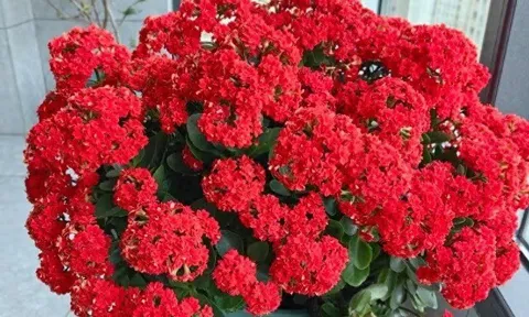 Tết Nguyên Đán sắp đến, trồng ngay cây gọi lộc này nhà sẽ sáng bừng, gia đình bình an, hạnh phúc