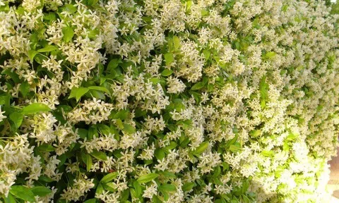 Loài hoa thơm gấp 100 lần mộc hương, nở 240 ngày mỗi năm, cả nghìn bông một lúc, trồng siêu dễ