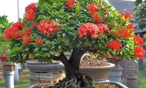 Cây dại từng không ai ngó tới nay thành bonsai bạc tỷ, Tết Nguyên đán bày một chậu trong nhà, lộc vào không kịp đếm