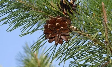 Loại quả đắt đỏ bậc nhất thế giới, Việt Nam trồng bạt ngàn thành đặc sản nổi tiếng 400.000 đồng/kg, tốt cho sức khoẻ