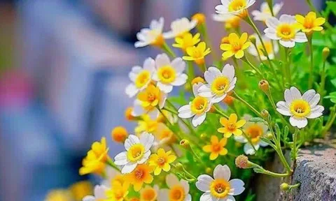 Phụ nữ biết kín tiếng trong 3 việc này chứng tỏ không đơn giản, cực khôn ngoan và sáng suốt