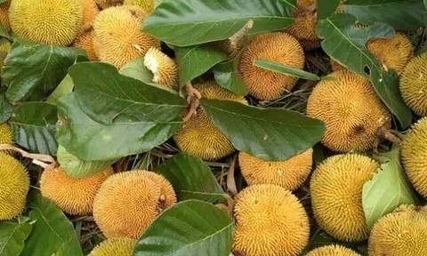 Loài quả xưa không ai biết đến, nay thành đặc sản được ưa chuộng ở thành phố giá 90.000 đồng/kg, tốt cho sức khoẻ