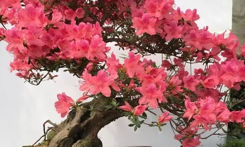 Lưỡi hổ hay kim tiền cũng không bằng 3 loại hoa này, vừa chiêu tài vừa trấn trạch, càng trồng càng có giá