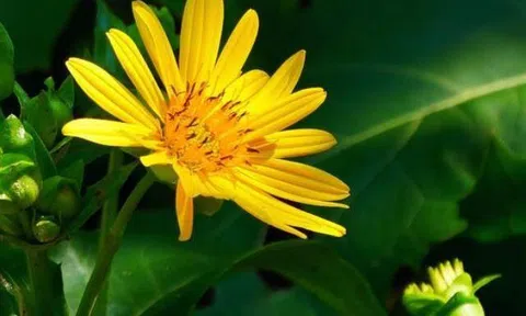 Phụ nữ có tâm thái tốt luôn giữ 3 thói quen này, chỉ cần có 1 điều thôi đã rất tuyệt vời