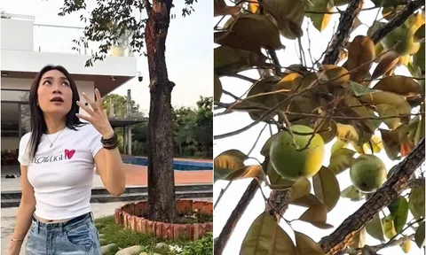 Mỹ Tâm review vú sữa trong biệt phủ, vui "xỉu lên xỉu xuống" vì cây ra trái đã đời sau 4 năm chờ đợi