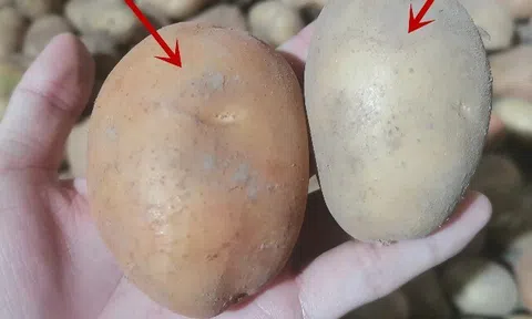 Mua khoai tây, đừng chỉ chọn theo kích cỡ; hãy phân biệt giữa khoai tây bở và khoai tây giòn, chọn sai món ăn mất ngon