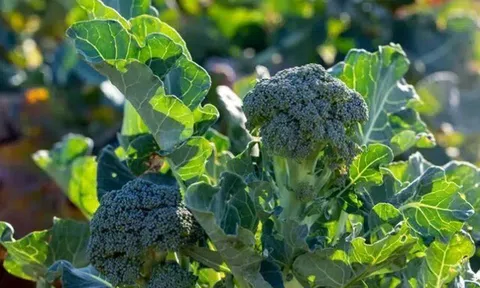 Loại rau được Đại học Harvard xếp hạng "tốt nhất thế giới", Việt Nam trồng bạt ngàn chỉ 15.000 đ/kg, tốt cho sức khoẻ