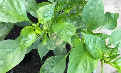 Loại lá xưa không ai ăn, nay thành đặc sản được người thành phố ưa chuộng vì hương vị đặc biệt, tốt cho sức khoẻ