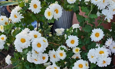 Hoa “tài lộc” rất hợp không khí Tết Nguyên đán, đổi màu liên tục, không những thơm mà còn ăn được