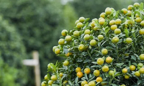 Loại quả được Đại học Harvard xếp hạng “tốt nhất thế giới”, Việt Nam trồng bạt ngàn thành đặc sản dịp Tết, tốt cho sức khoẻ