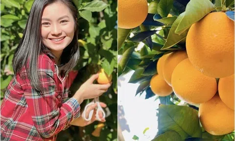 "Em gái Hồng Đăng" rời showbiz cùng chồng con sang Mỹ, nay khoe khu vườn xinh với cam trĩu quả "đã mắt"